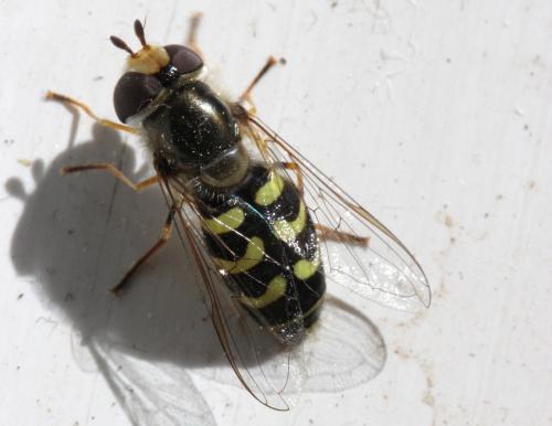 Réf. 196 970 : Scaeva selenitica